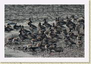 DSC_4999 Brandt flock * 1800 x 1200 * (328KB)